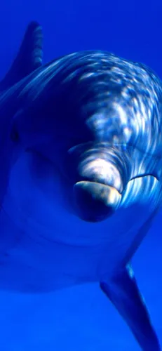 Дельфин Обои на телефон голубая рыба с синяком под глазом