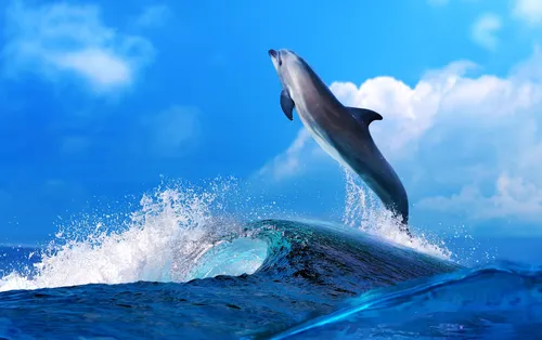 Дельфин Обои на телефон HD