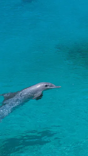 Дельфин Обои на телефон дельфин в воде