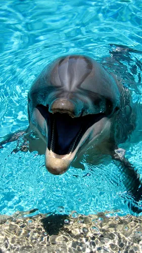 Дельфин Обои на телефон HD