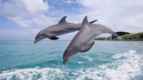 Дельфин Обои на телефон два дельфина выпрыгивают из воды