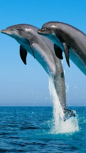 Дельфин Обои на телефон группа дельфинов выпрыгивает из воды