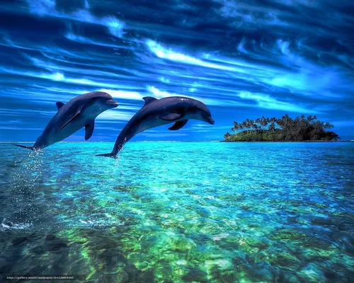 Дельфин Обои на телефон дельфины плавают в воде