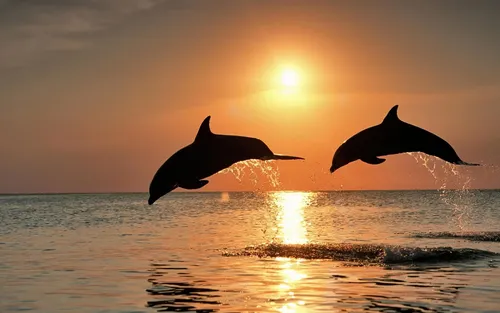 Дельфин Обои на телефон дельфины выпрыгивают из воды
