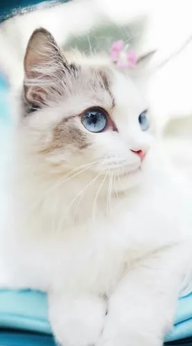 Душевные Обои на телефон кот с голубыми глазами