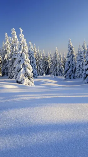 Зима Hd Обои на телефон снежный пейзаж с деревьями