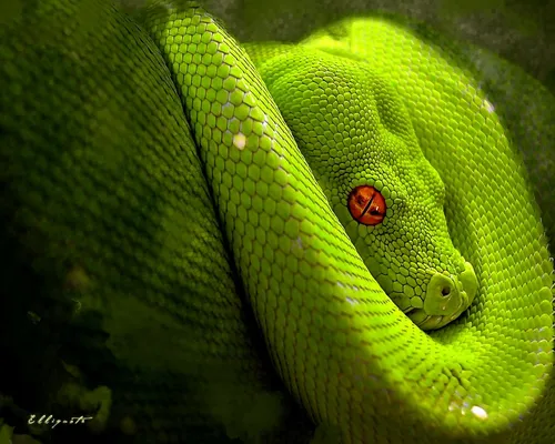 Змея Hd Обои на телефон зеленая змея с красной точкой