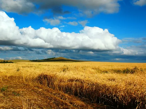 Казахстан Обои на телефон поле желтой травы с холмом на заднем плане