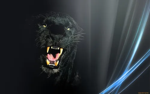 Казахстан Обои на телефон черная кошка с открытым ртом