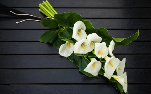 Каллы Обои на телефон растение с белыми цветами