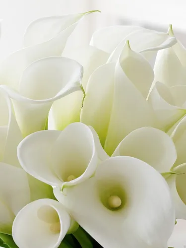 Каллы Обои на телефон крупный план белого цветка