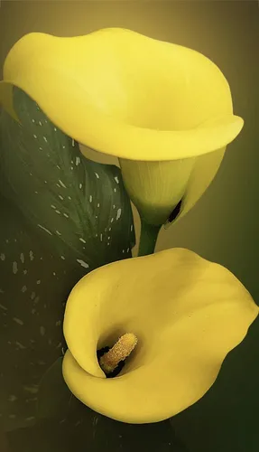 Каллы Обои на телефон пара желтых цветов