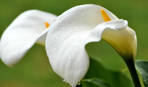 Каллы Обои на телефон белый цветок с каплями воды на нем