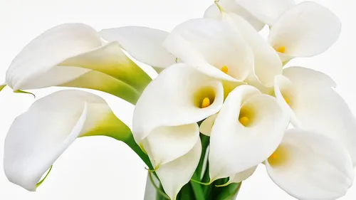 Каллы Обои на телефон белые цветы крупным планом