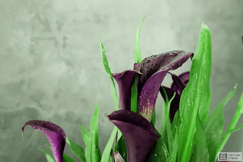 Каллы Обои на телефон фиолетовый цветок с зелеными листьями