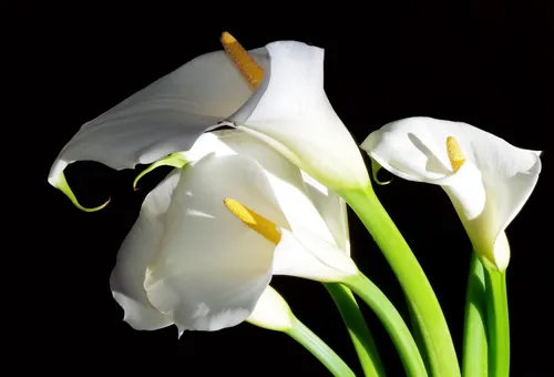 Каллы Обои на телефон белый цветок крупным планом