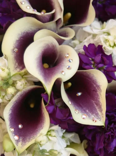 Каллы Обои на телефон группа фиолетовых цветов