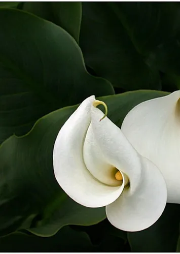 Каллы Обои на телефон белый цветок с зелеными листьями