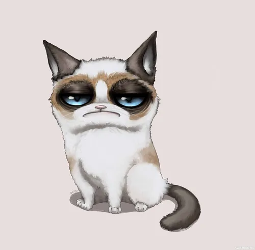 Для Авы Фото кошка в солнцезащитных очках