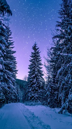 Красивые Зимние Обои на телефон заснеженная дорога с деревьями по обе стороны