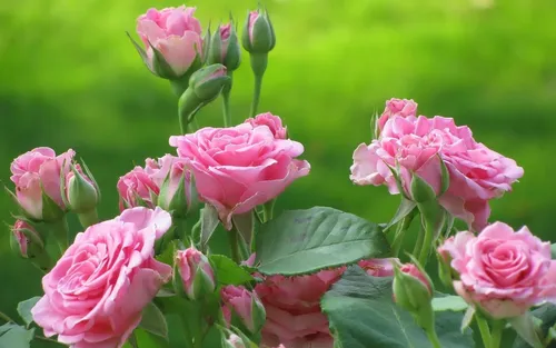 Красивые Розы Обои на телефон группа розовых цветов