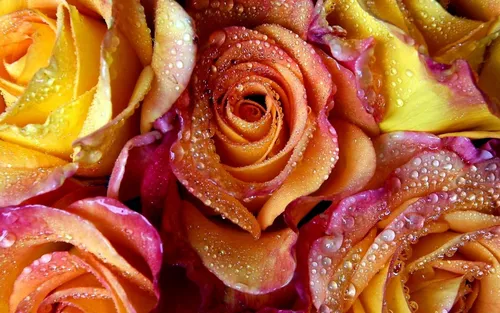 Красивые Розы Обои на телефон куча разрезанных открытых фруктов