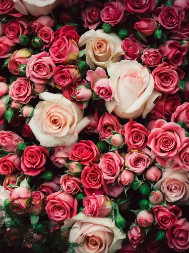 Красивые Розы Обои на телефон HD