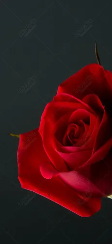 Красивые Розы Обои на телефон красная роза на синем фоне