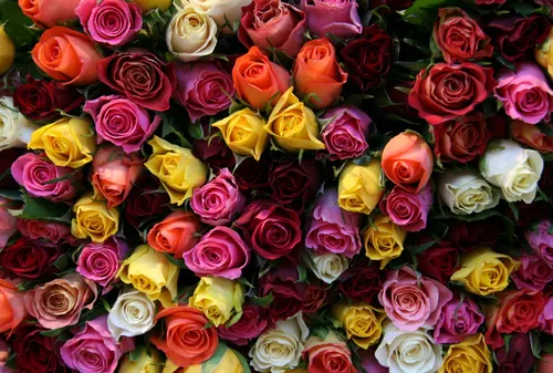 Красивые Розы Обои на телефон большая группа разноцветных роз