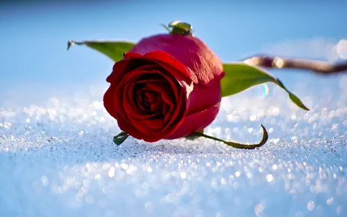 Красивые Розы Обои на телефон роза на ветке