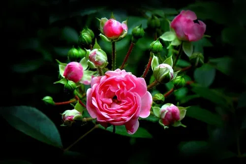 Красивые Розы Обои на телефон розовая роза с зелеными листьями