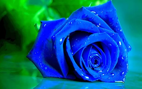 Красивые Розы Обои на телефон голубая роза крупным планом