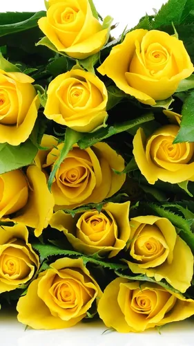 Красивые Розы Обои на телефон группа желтых роз