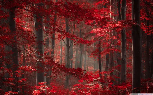 Красные Hd Обои на телефон группа деревьев с красными листьями