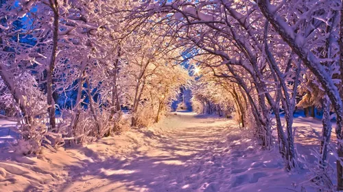 Зимние Зима Обои на телефон снежная дорожка с деревьями по обе стороны