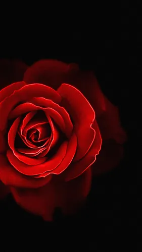 Красные Розы Обои на телефон красная роза крупным планом
