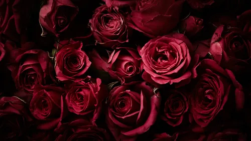 Красные Розы Обои на телефон фото для телефона