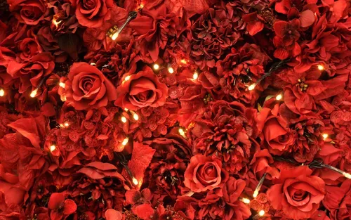 Красные Розы Обои на телефон фото на андроид