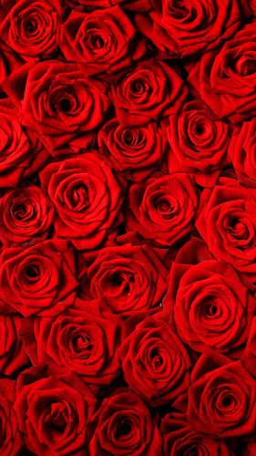Красные Розы Обои на телефон большая группа красных роз