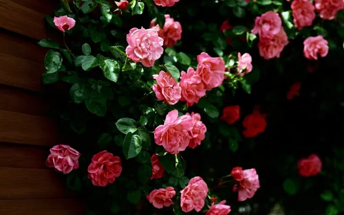 Красные Розы Обои на телефон группа розовых цветов