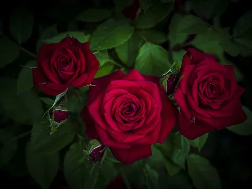 Красные Розы Обои на телефон изображение