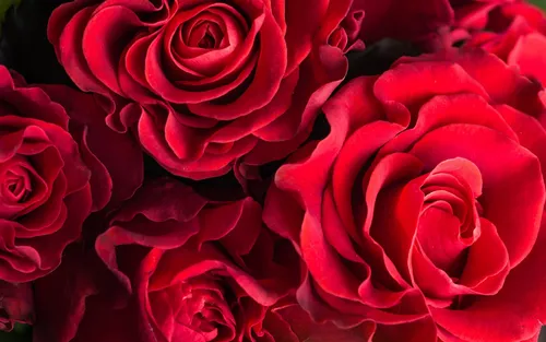 Красные Розы Обои на телефон фон