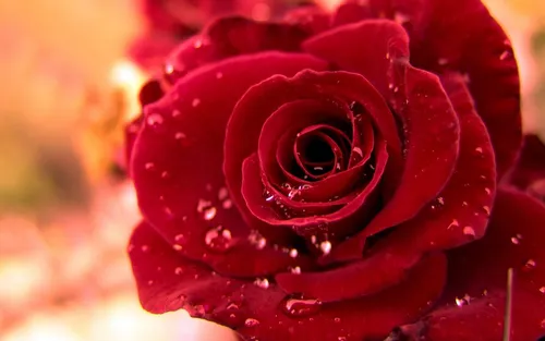 Красные Розы Обои на телефон роза крупным планом