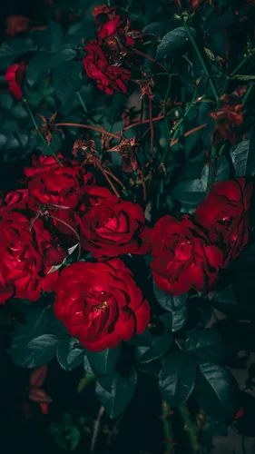 Красные Розы Обои на телефон группа красных цветов