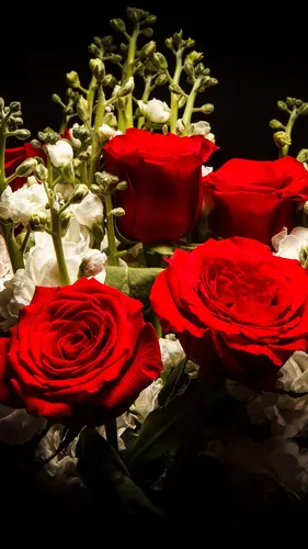 Красные Розы Обои на телефон 4K
