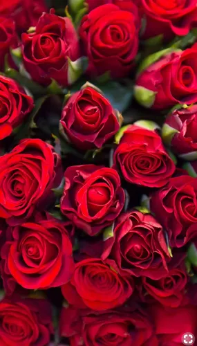 Красные Розы Обои на телефон группа красных роз