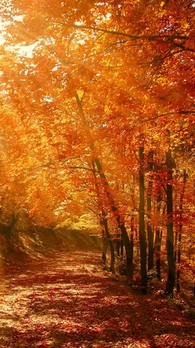 Крутые Осень Обои на телефон тропинка с деревьями по обе стороны