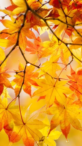 Крутые Осень Обои на телефон крупный план ветки дерева