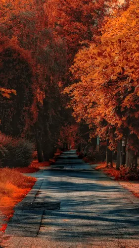 Крутые Осень Обои на телефон дорога с деревьями по обе стороны