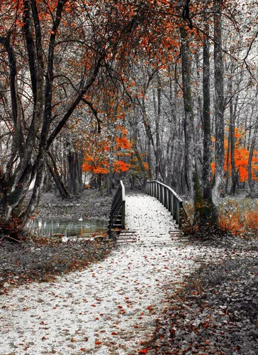 Крутые Осень Обои на телефон мост через ручей в лесу